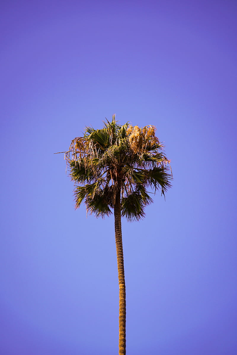 palm, sky, clean, tree, treetop, HD phone wallpaper