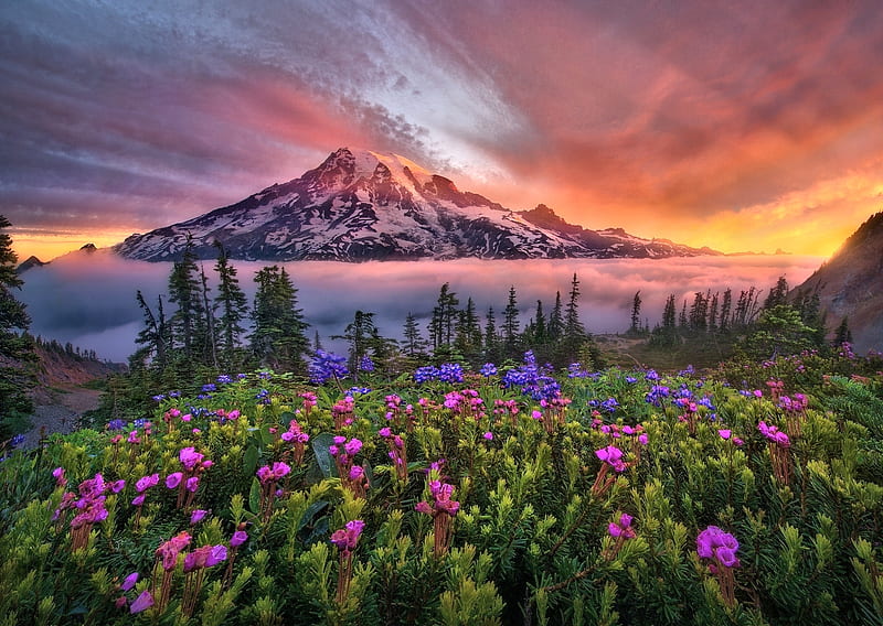 Mountain Sunset, Mountain, Nature, Sunset, Flower, HD wallpaper | Peakpx