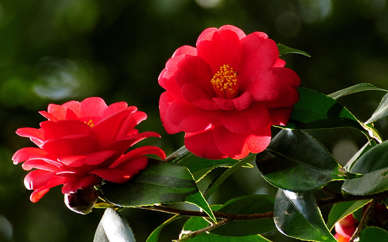 Lovely camellias, red, pretty, flowers, nature, camellia, HD wallpaper