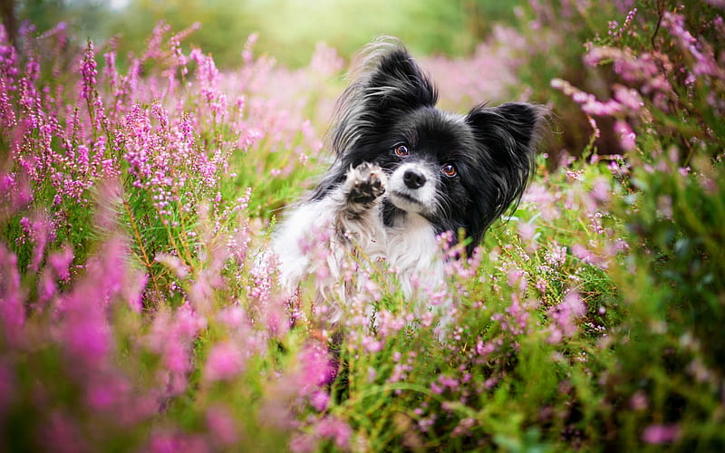 Papillon dog, small white black dog, pets, wild flowers, cute animals, dogs, Continental Toy Spaniel, HD wallpaper