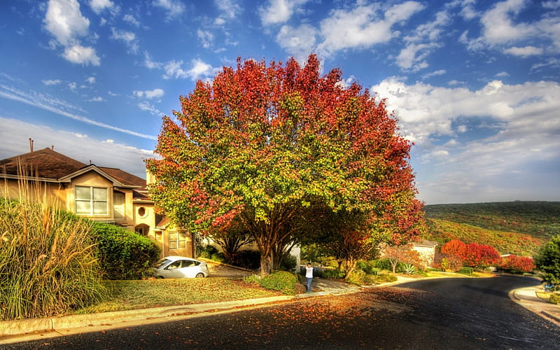 autumn tree in front of a house in the burbs r, autumn, tree, houses, suburbs, r, sky, street, HD wallpaper