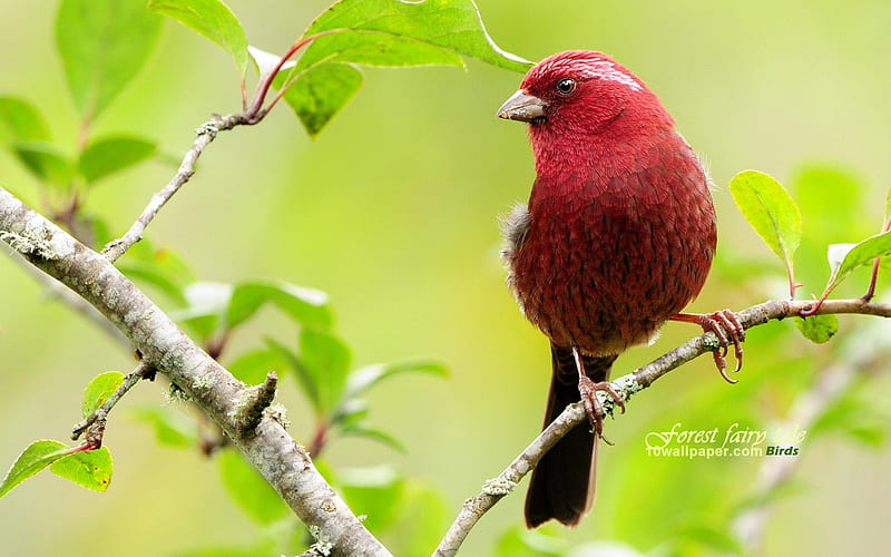 lovely red bird-burgundy Suzaku, HD wallpaper