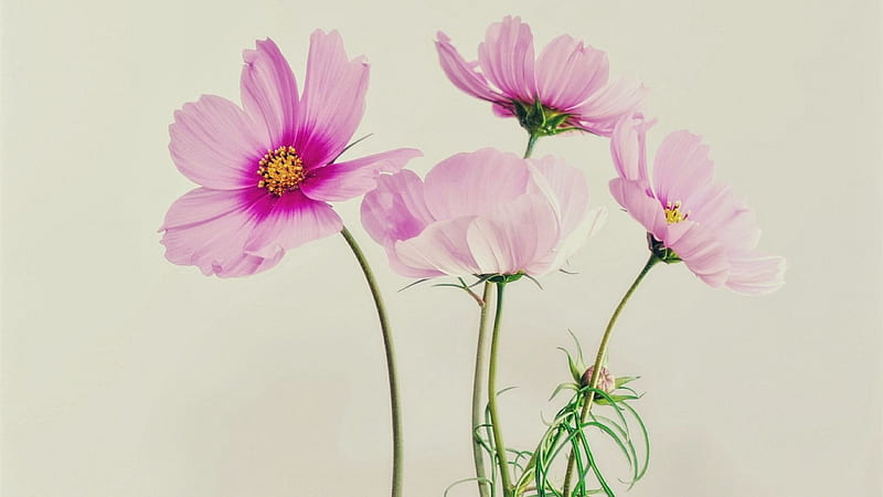Cosmea, flowers, nature, pink, HD wallpaper