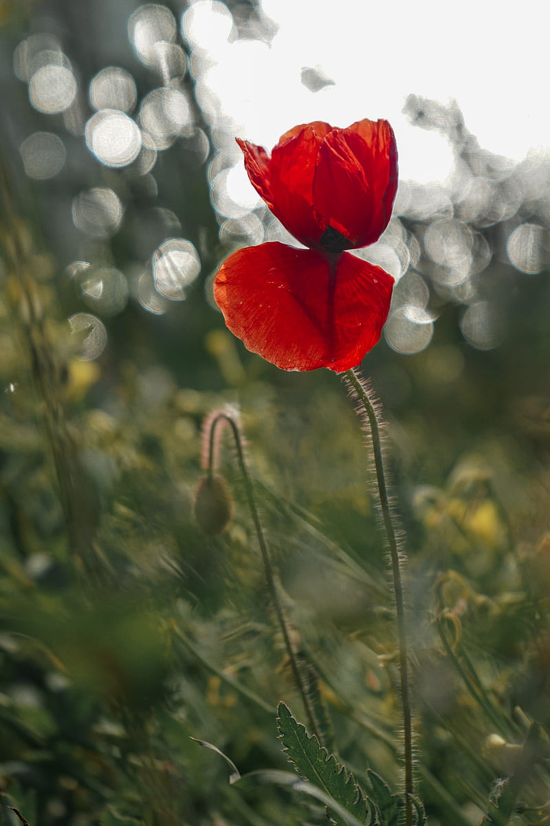 poppy, flower, red, closeup, HD phone wallpaper