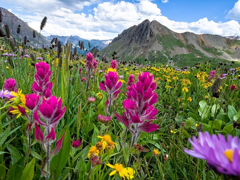 Alpine wildflowers - Colorado, vadviragok, szines, Alpesi, Colorado, hegyek, HD wallpaper