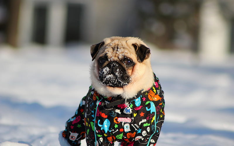 Pug winter, dogs, park, cute animals, pets, Pug Dog, HD wallpaper