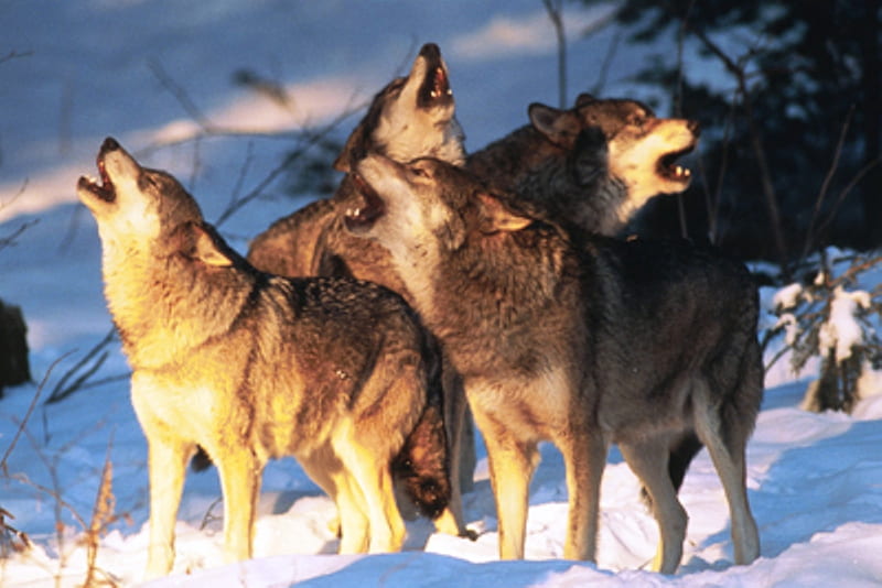 Howling Wolfs, snow, nature, wolf, animals, howling, winter, pack, HD wallpaper