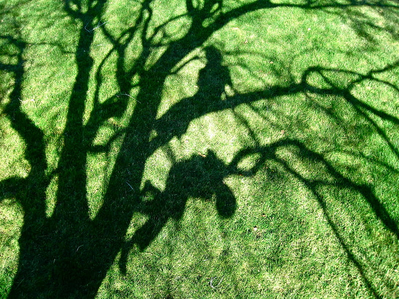 Playful Shadows, tree, sunny day, graphy, grass, shadow, branches, kids play, HD wallpaper