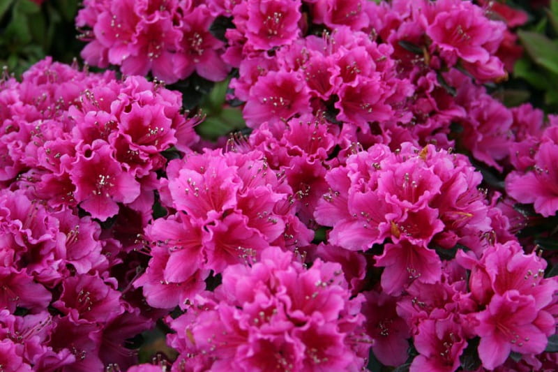 Azaleas rosadas, azaleas, flores, naturaleza, rosa, Fondo de pantalla HD |  Peakpx