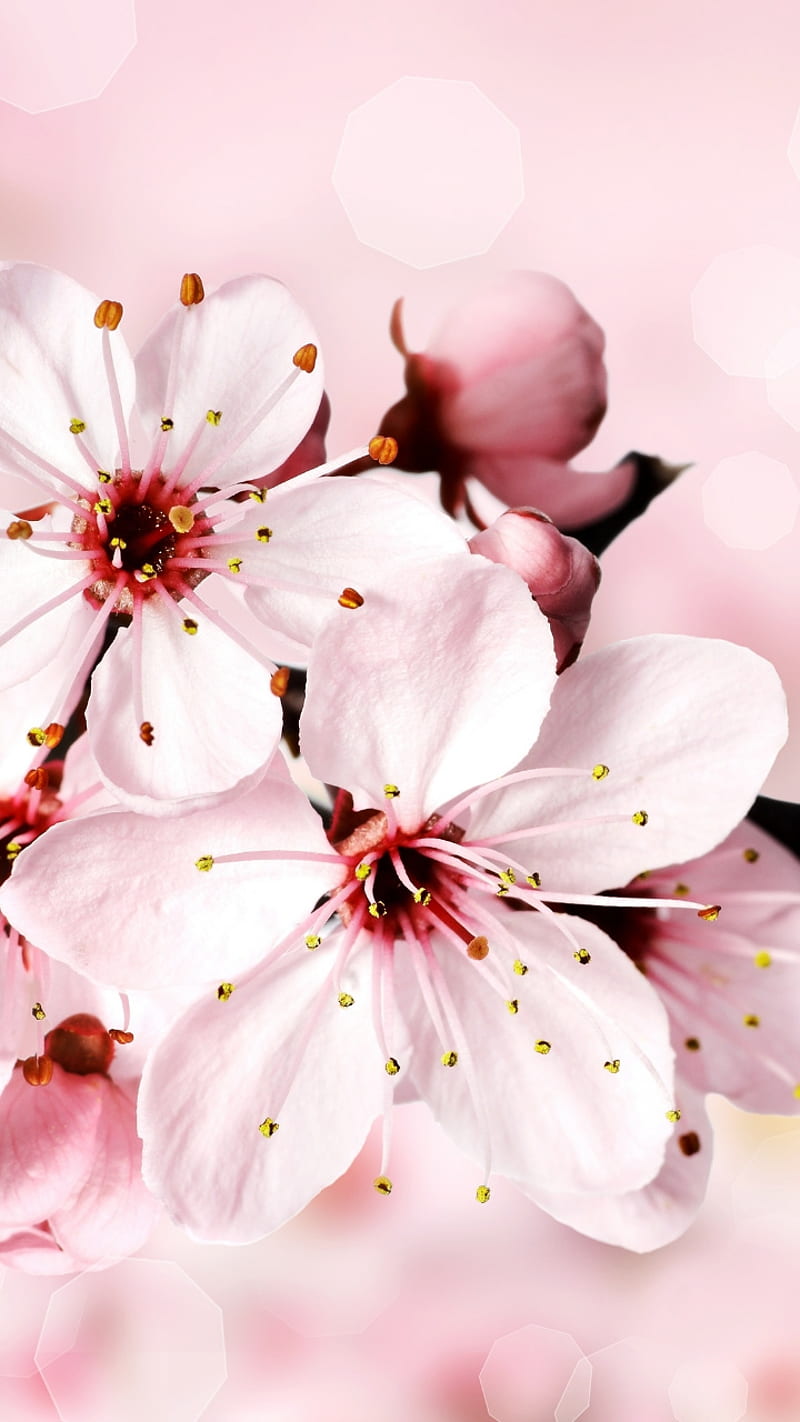 Flores, magnolia, Fondo de pantalla de teléfono HD | Peakpx