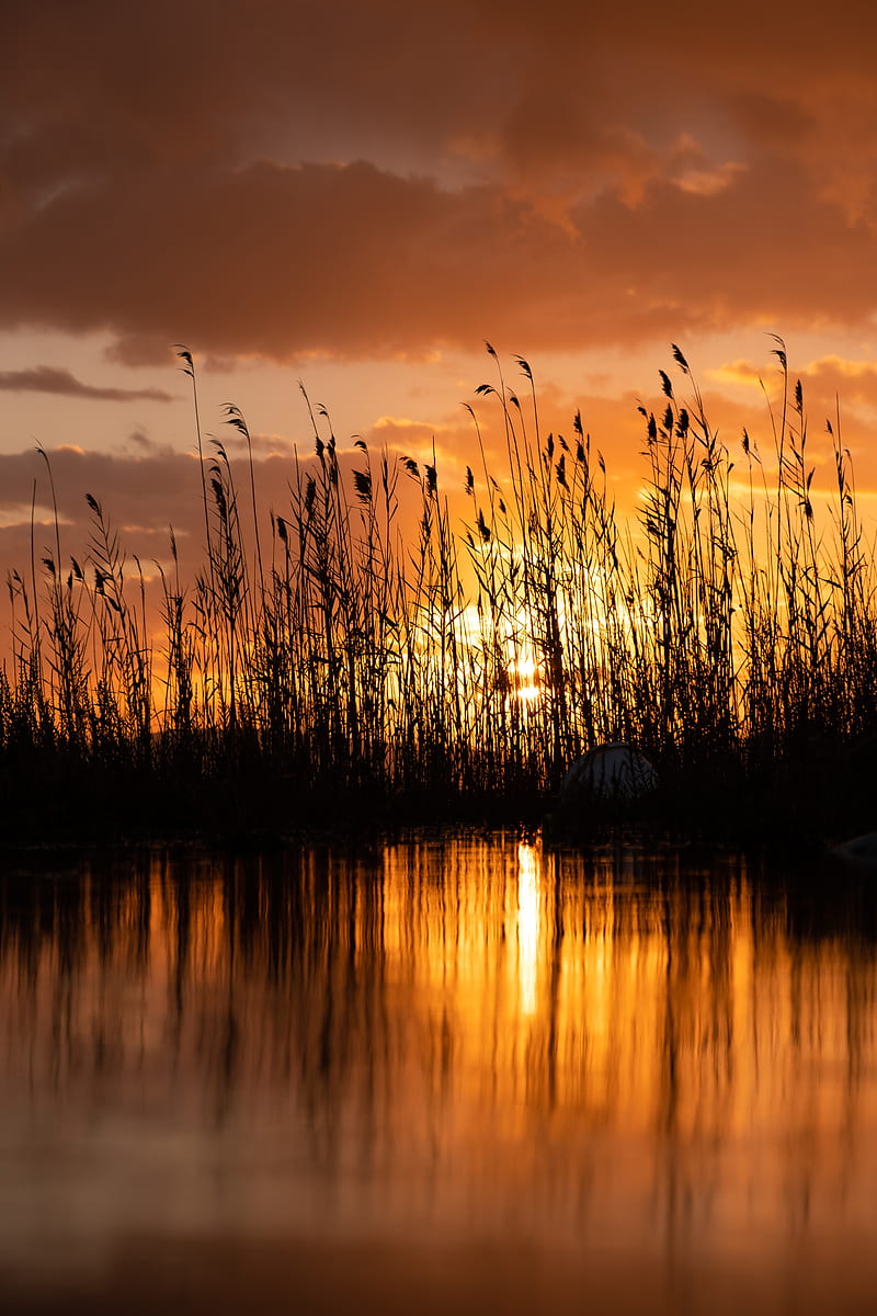 lake, reeds, sunset, dusk, dark, HD phone wallpaper