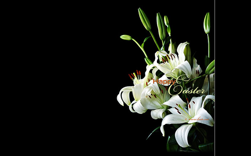 Mini_Easter_Lily, flower, black, lily, nature, easter, white, happy, HD wallpaper