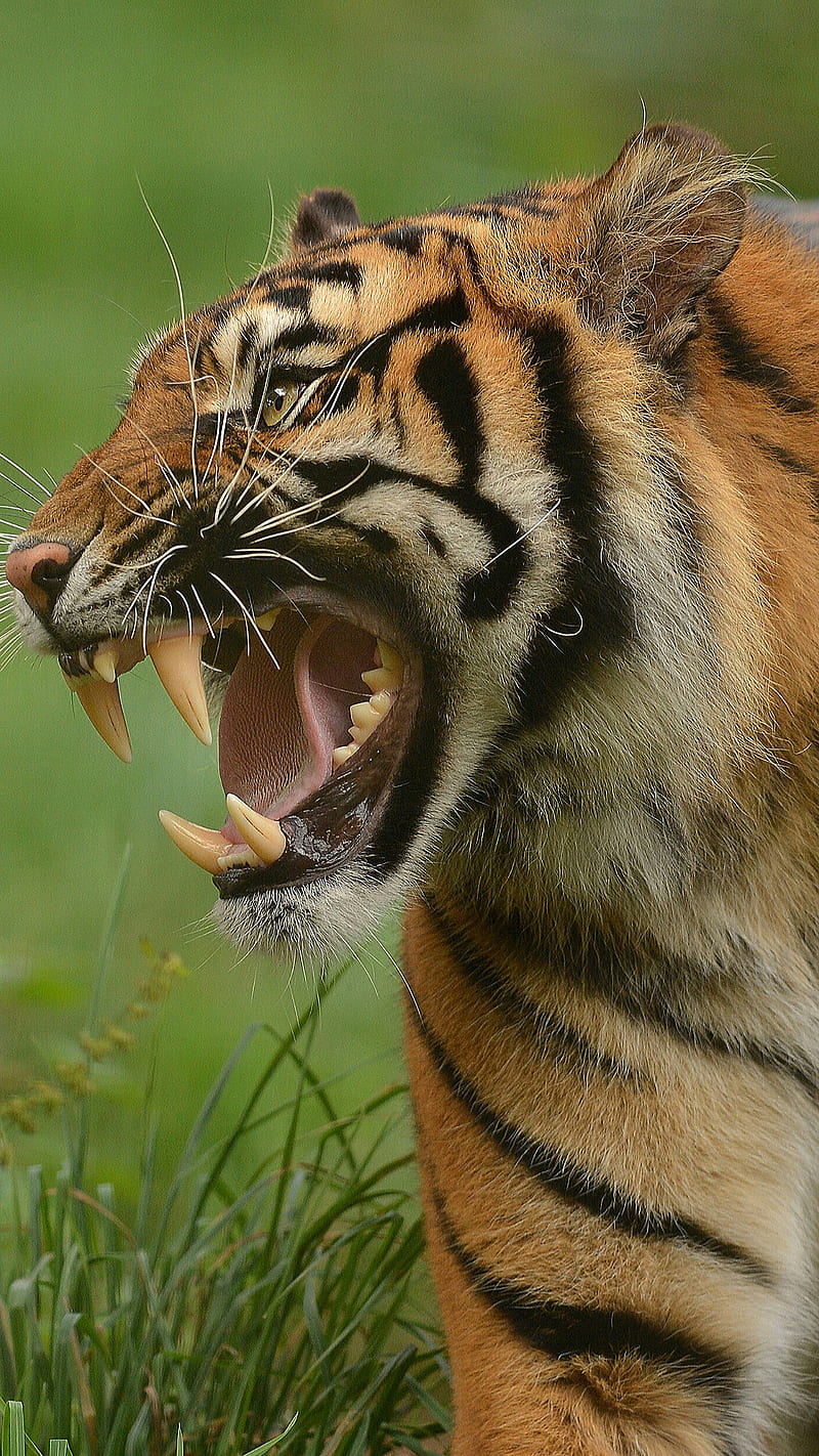 Angry tiger, animal, field, mad, teeth, wild, HD phone wallpaper