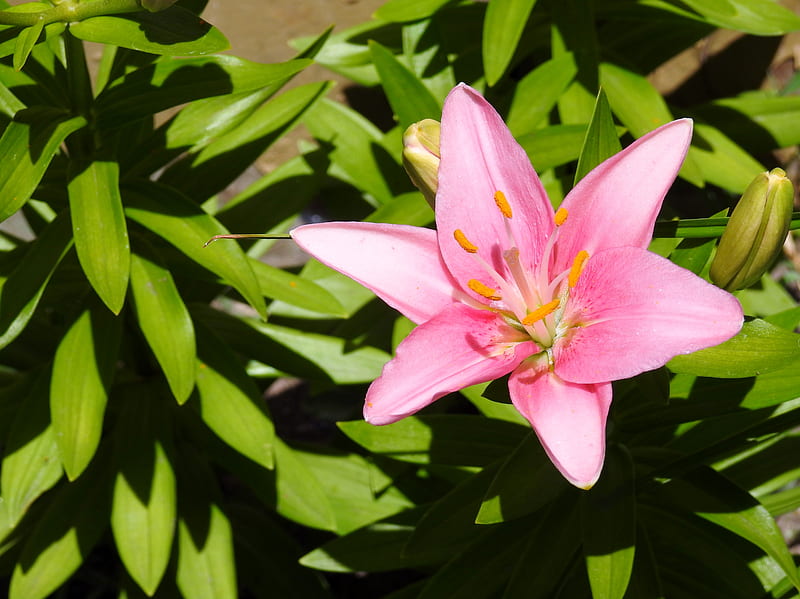 Day Lily In Pink, Day Lily, Pink, Leaves, graphy, Nature, Flower, HD wallpaper