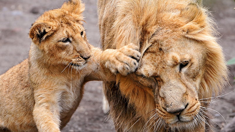 Lion And Cub Lion Lion, HD wallpaper