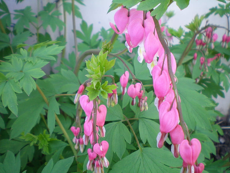 Old-Fashioned Bleeding Heart, nature, pink flower, HD wallpaper