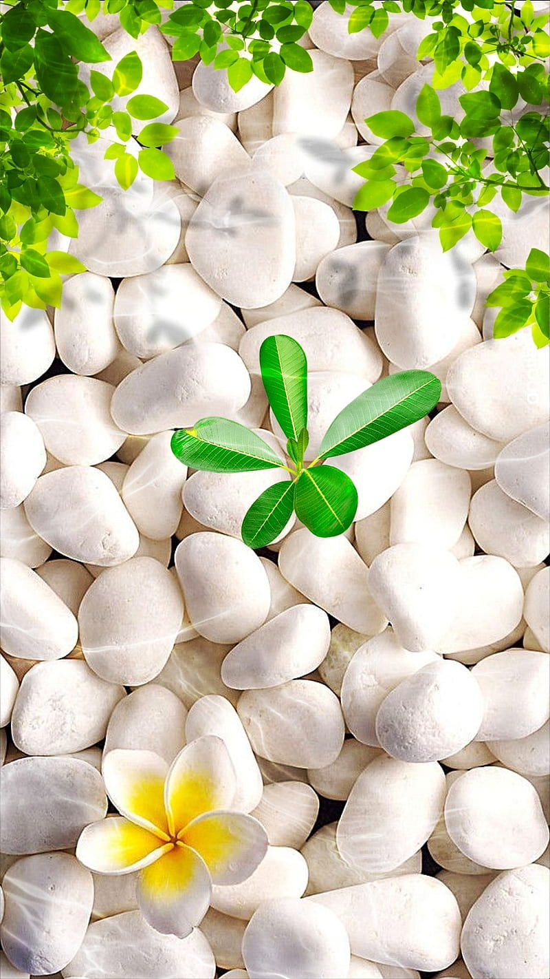 Pebbles, effects, flower, green, green leaves, leaves, shadow, white pebbles,  HD phone wallpaper | Peakpx