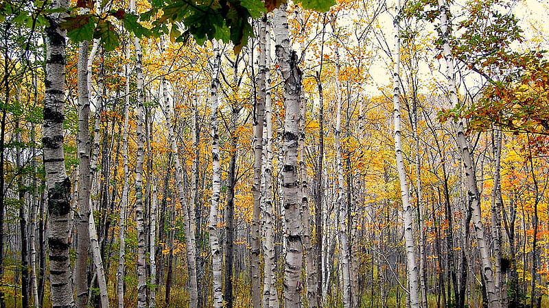 Green Yellow Leaves Birch Trees Birch Tree, HD wallpaper