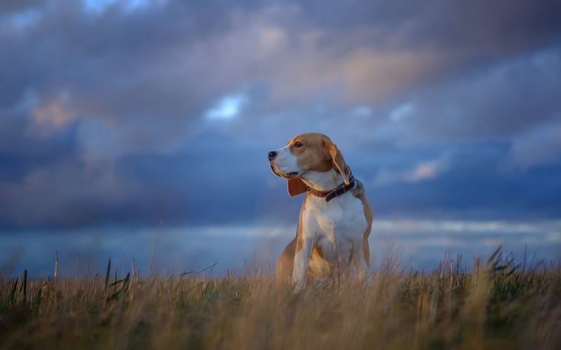 Beagle Dog, brown-white puppy, small dog, sunset, evening, HD wallpaper