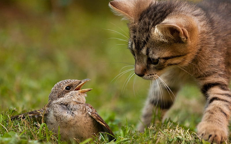 I'm tough, untasted and i will sit in your throat!so back off!!, ground, hq, cat, bird, nature, sparrow, funny, curiosity, animals, HD wallpaper