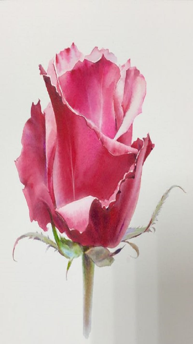 Rose, flower, HD phone wallpaper | Peakpx