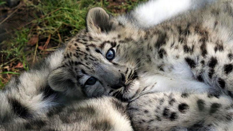Safe and Warm, leopard, baby snow leopard, tiger, lion, small cats, wildlife, nature, jaguar, cubs, big cats, animals, HD wallpaper