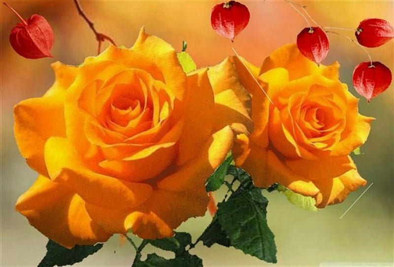 ~Twin Roses~, twin, orange, close-up, flowers, nature, petals, roses ...
