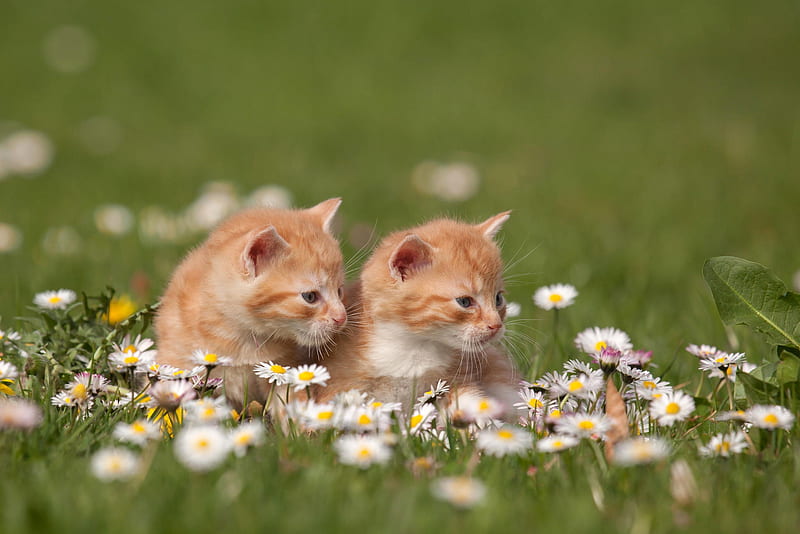 Kittens, ginger, cat, cute, green, summer, flower, kitten, couple, field, pisica, HD wallpaper