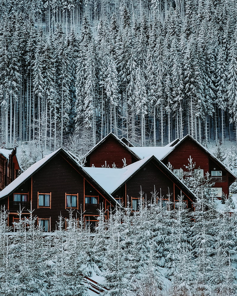 brown wooden house in the middle of snow covered forest, HD phone wallpaper