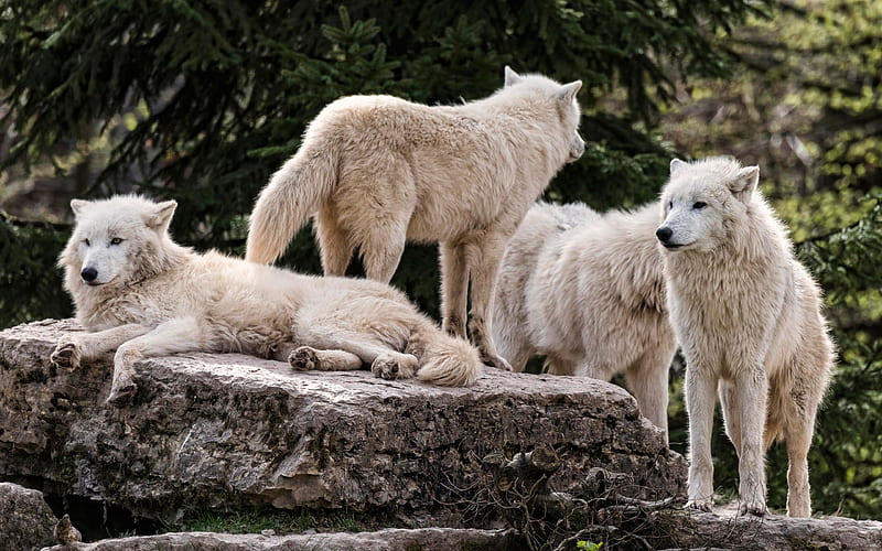 Alaskan tundra wolf, white wolves, wildlife, predator, wolf pack, HD wallpaper