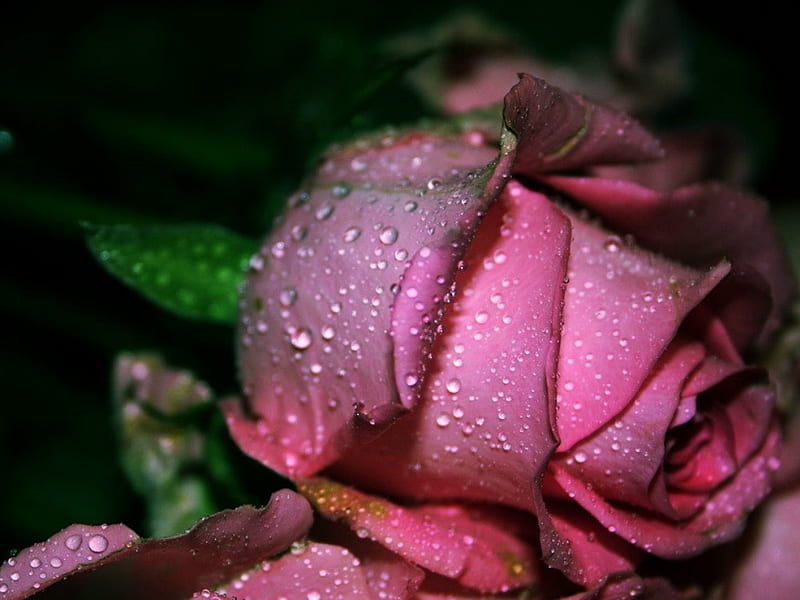 WATER ON ROSES, ROSES, FLOWERS, WATER, HD wallpaper | Peakpx