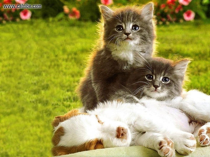 Against The Paw Law, grass, kittens, playful, tired, sleeping, yard, cute, green, love, cuddling, puppy, HD wallpaper