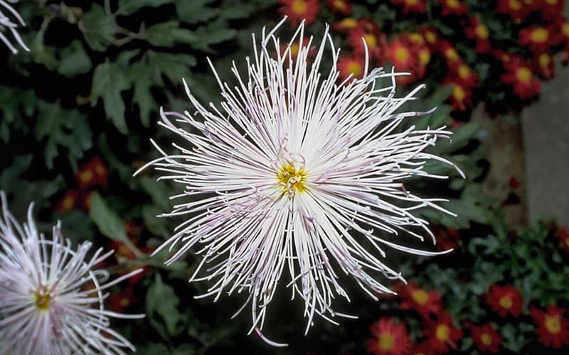 White Spider Chrysanthemum, romance, chrysanthemum, spider, floral, graphy, love, flower, beauty, HD wallpaper