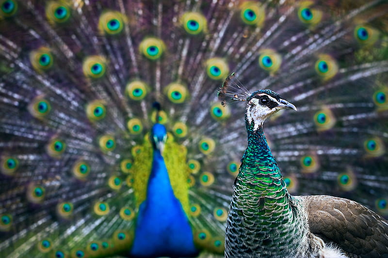 this is for you Cica, peacock, beauty, plumage, couple, HD wallpaper