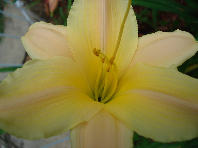 Daylly 'Little Rainbow', close-ups, flowers, gardens, lilies, blooms, daylily, HD wallpaper