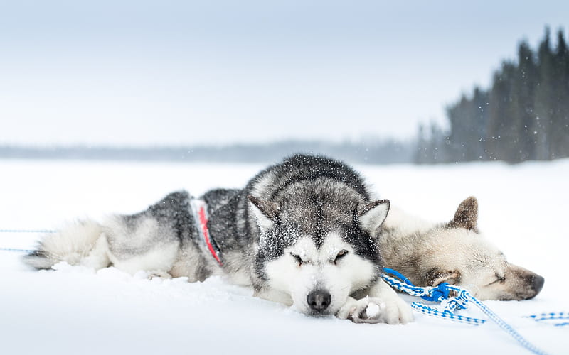 husky, dogs, winter, snow, pets, Siberian husky, HD wallpaper