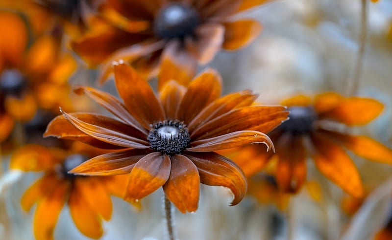 720P free download | Lovely Orange Daisy, flowers, orange, patels