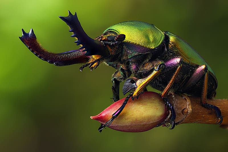 Beetle, Animals, Zoology, Insects, Entomology, HD wallpaper