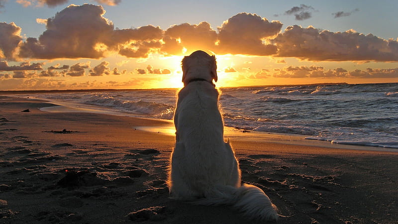 Dog Watching The Sunset, sand, sun, water, sunset, dog, HD wallpaper