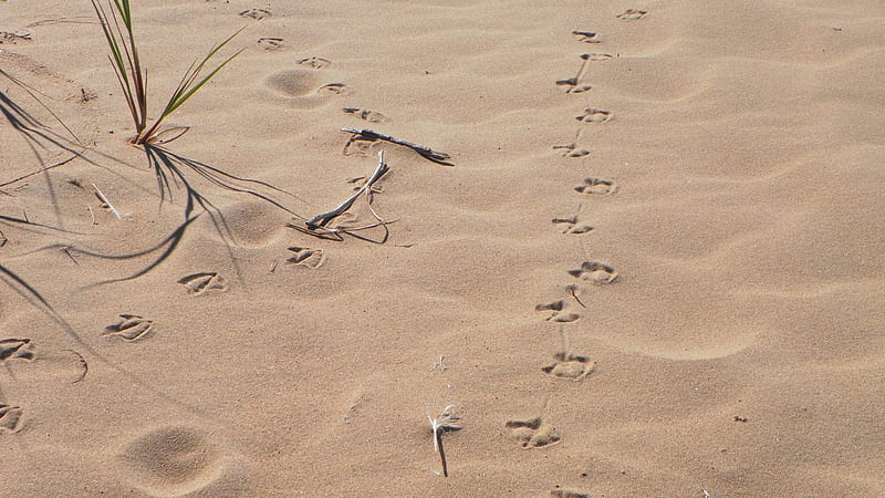 Tracks in the Sand, sand, beaches, michigan, tracks, upper peninsula, HD wallpaper