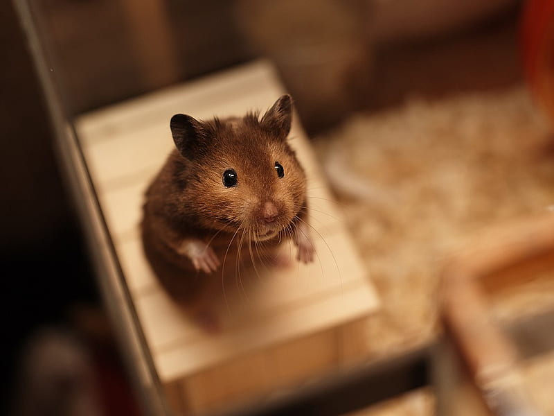cute , gerbil, hamster, mouse, rat, muroidea - Use, HD wallpaper