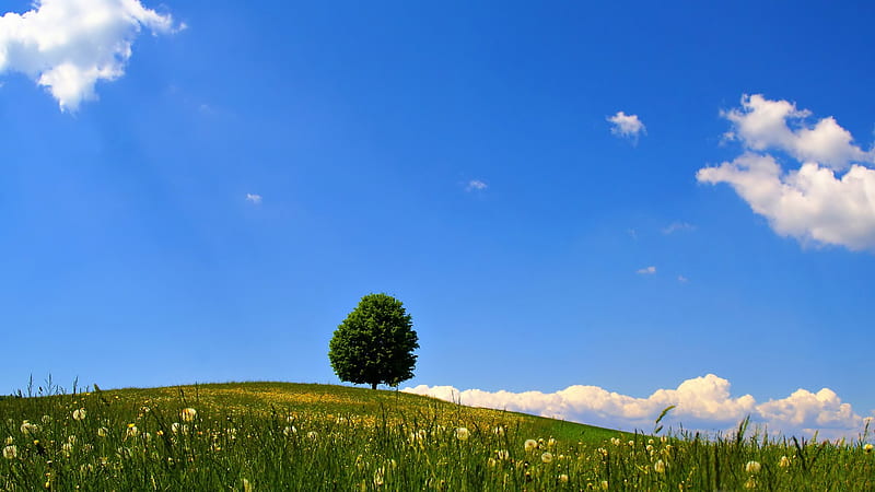 lonely tree-beautiful natural landscape, HD wallpaper