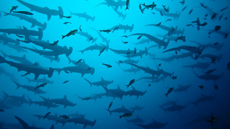 Sharks, Hammerhead Shark, Shark, Underwater, predator (Animal), HD wallpaper