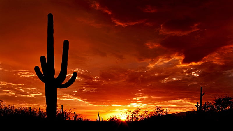 Saguaro Sunset, desert, saguaro, cactus, azirona, HD wallpaper