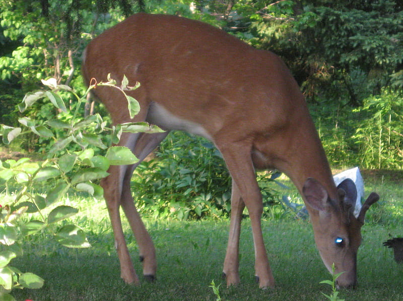 Deer, wildlife, back yard, animal, HD wallpaper
