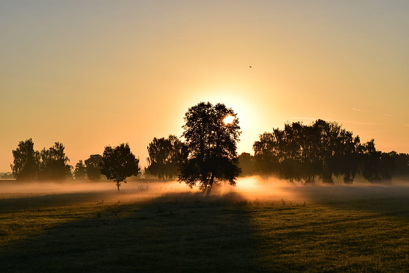 sunrise, fog, trees, dawn, morning, HD wallpaper