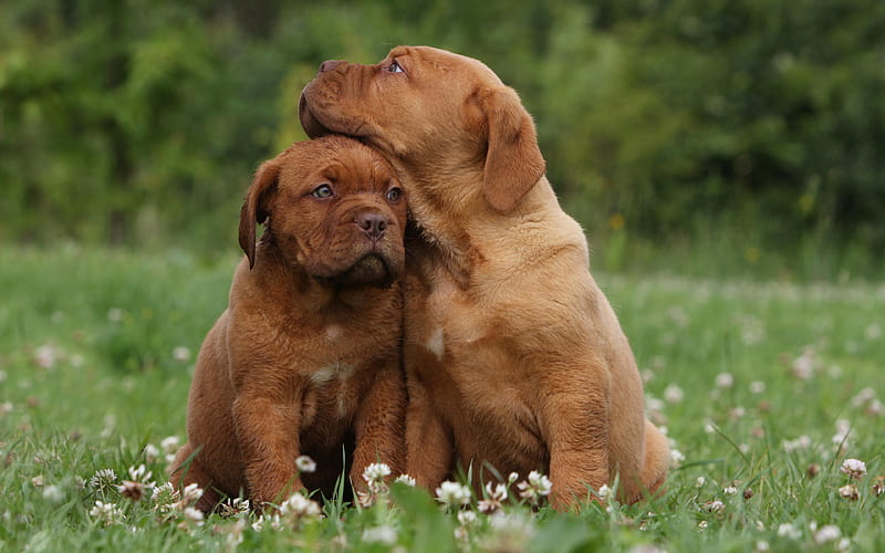 French Mastiff, puppies, brown small dogs, Dogue de Bordeaux, Bordeaux Mastiff, French dog, HD wallpaper