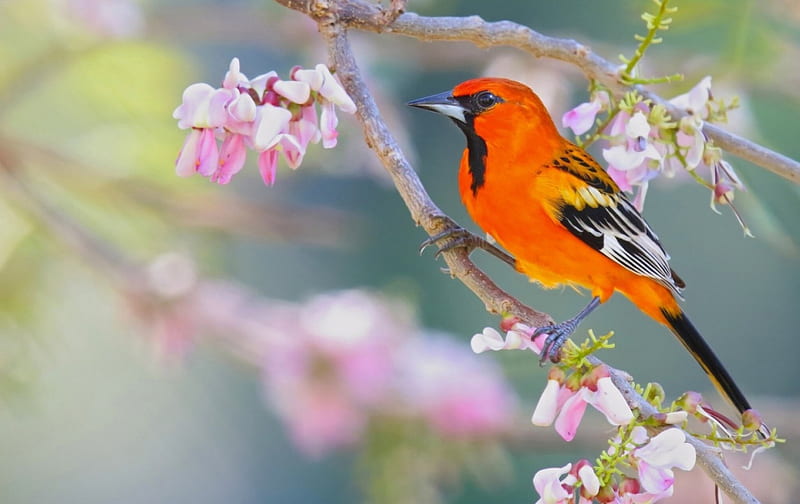 Bird, blossom, orange, pasare, flower, spring, ognennyy colored tropial, pink, HD wallpaper
