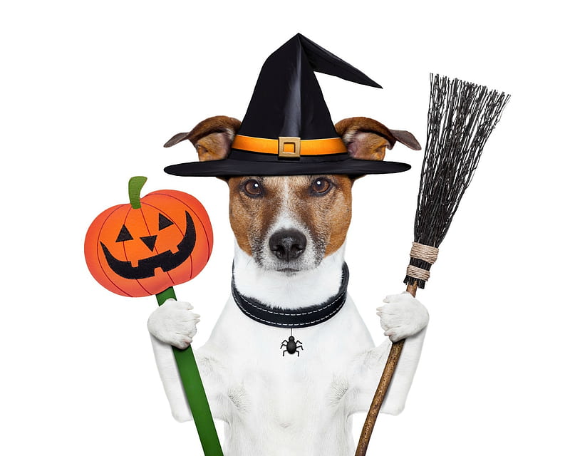 Jack best sale russell halloween