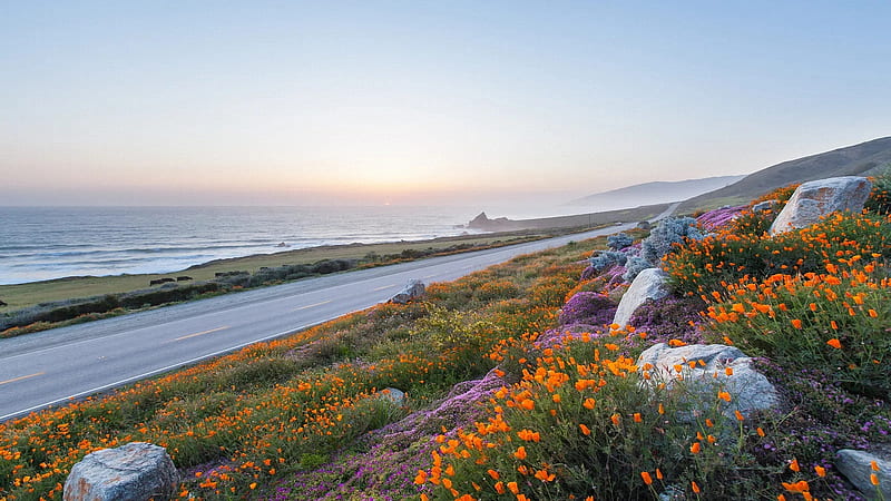 California Highway, ocean, coast, poppies, rocks, usa, flowers, HD wallpaper